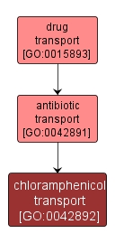 GO:0042892 - chloramphenicol transport (interactive image map)
