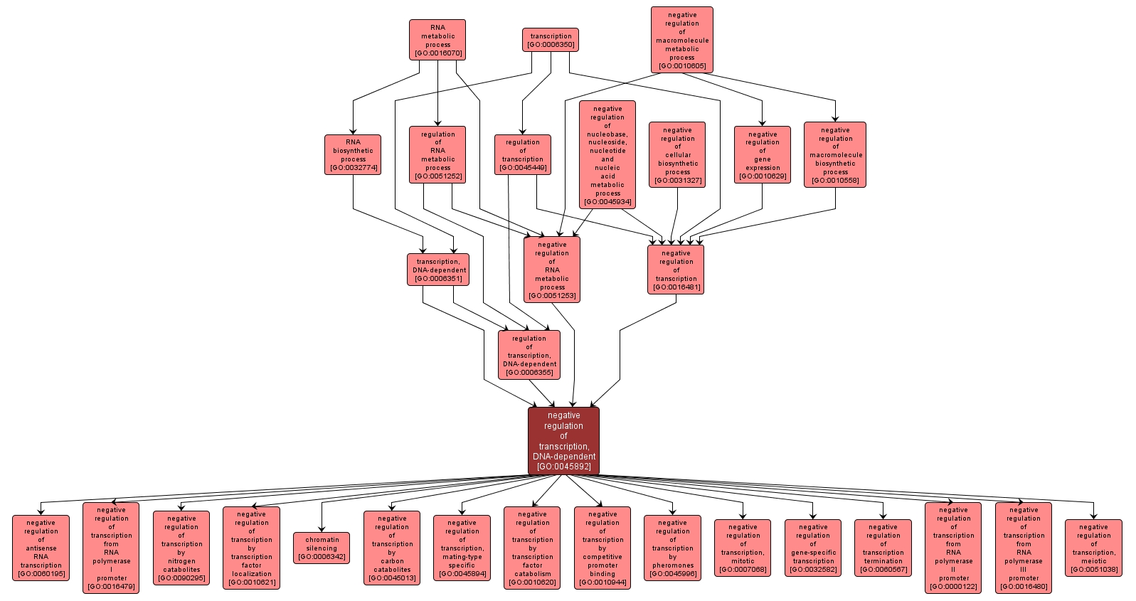 GO:0045892 - negative regulation of transcription, DNA-dependent (interactive image map)