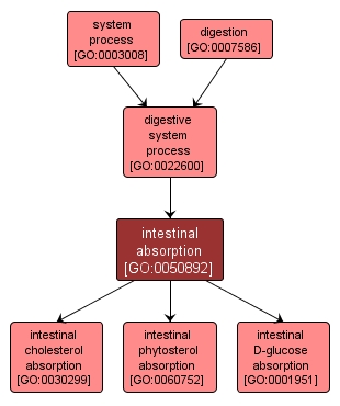 GO:0050892 - intestinal absorption (interactive image map)