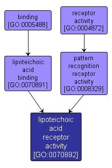 GO:0070892 - lipoteichoic acid receptor activity (interactive image map)