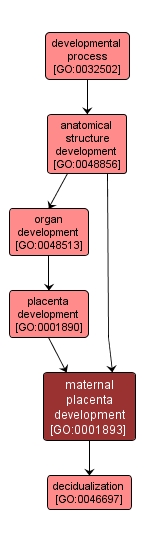 GO:0001893 - maternal placenta development (interactive image map)