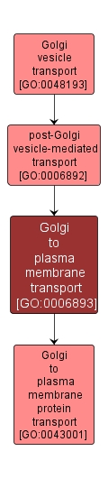 GO:0006893 - Golgi to plasma membrane transport (interactive image map)