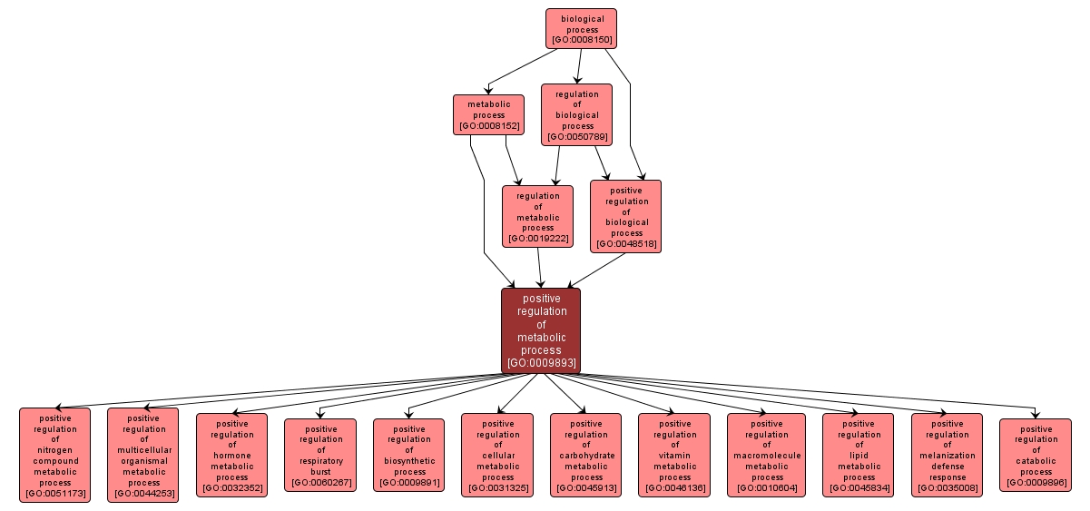 GO:0009893 - positive regulation of metabolic process (interactive image map)