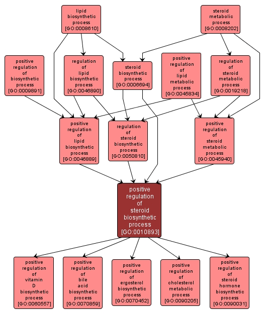 GO:0010893 - positive regulation of steroid biosynthetic process (interactive image map)