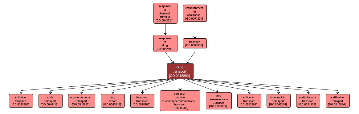 GO:0015893 - drug transport (interactive image map)