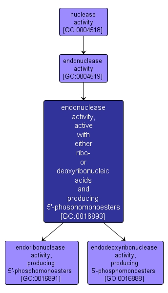 GO:0016893 - endonuclease activity, active with either ribo- or deoxyribonucleic acids and producing 5'-phosphomonoesters (interactive image map)