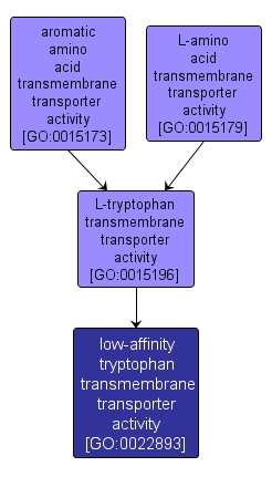 GO:0022893 - low-affinity tryptophan transmembrane transporter activity (interactive image map)