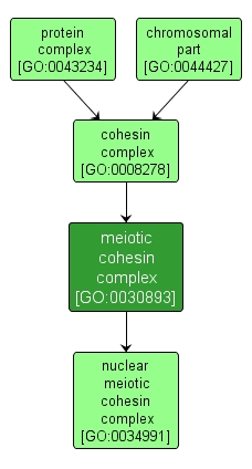 GO:0030893 - meiotic cohesin complex (interactive image map)