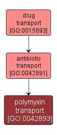 GO:0042893 - polymyxin transport (interactive image map)