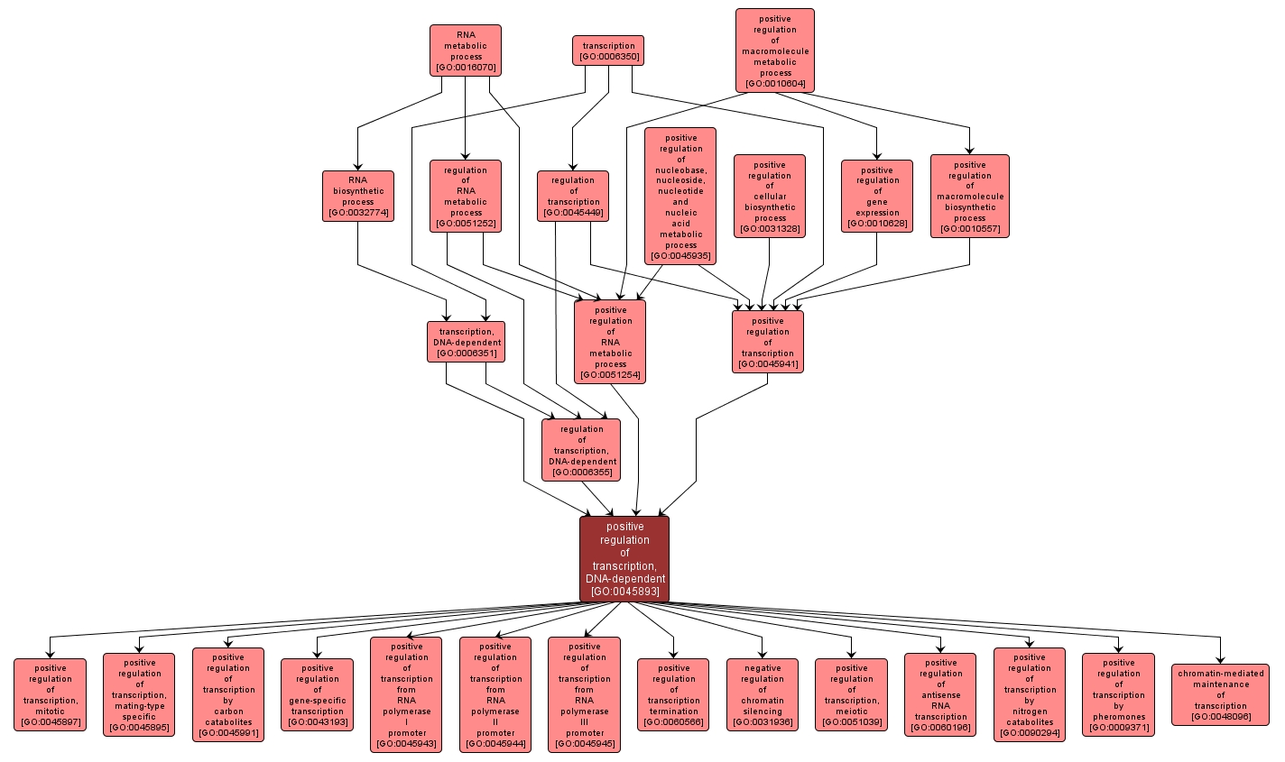 GO:0045893 - positive regulation of transcription, DNA-dependent (interactive image map)