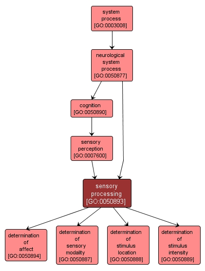 GO:0050893 - sensory processing (interactive image map)