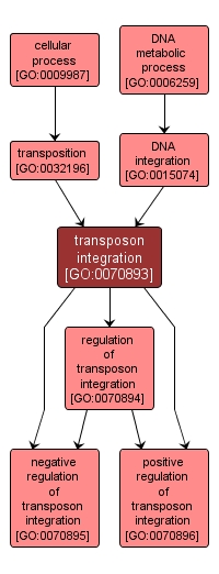 GO:0070893 - transposon integration (interactive image map)