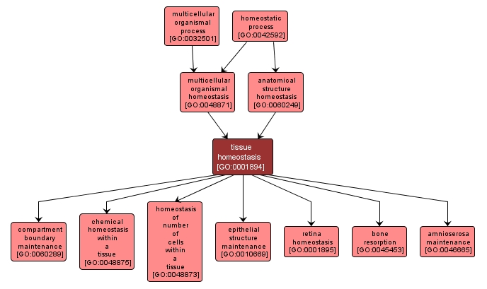 GO:0001894 - tissue homeostasis (interactive image map)