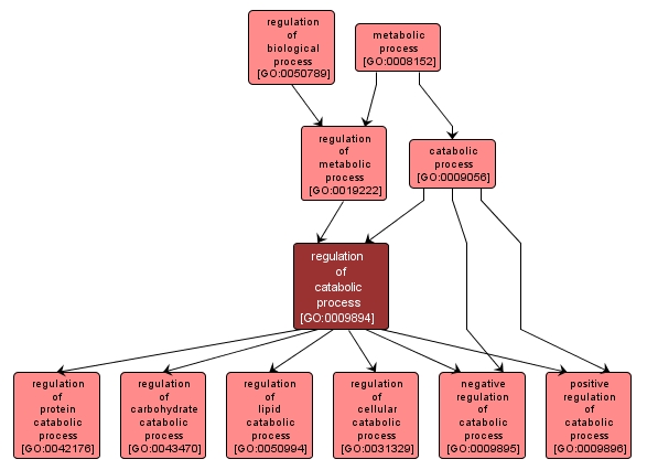 GO:0009894 - regulation of catabolic process (interactive image map)