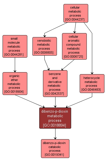 GO:0018894 - dibenzo-p-dioxin metabolic process (interactive image map)