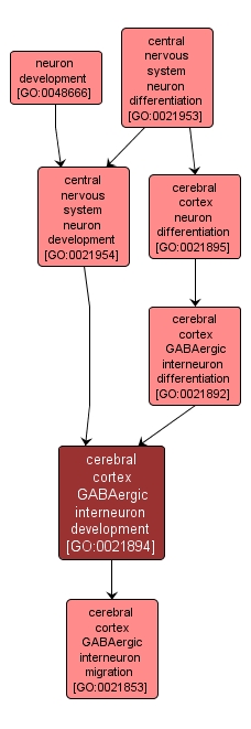 GO:0021894 - cerebral cortex GABAergic interneuron development (interactive image map)
