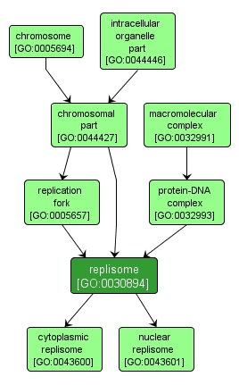 GO:0030894 - replisome (interactive image map)