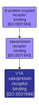 GO:0031894 - V1A vasopressin receptor binding (interactive image map)