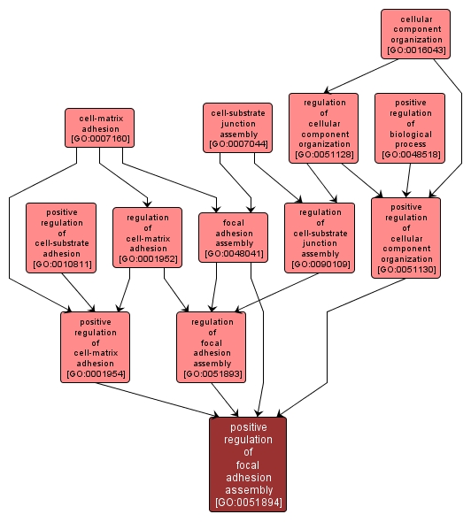 GO:0051894 - positive regulation of focal adhesion assembly (interactive image map)