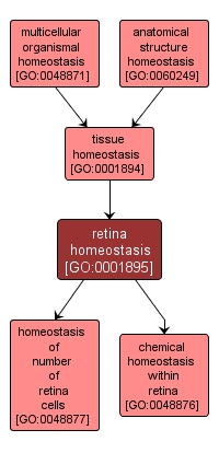 GO:0001895 - retina homeostasis (interactive image map)