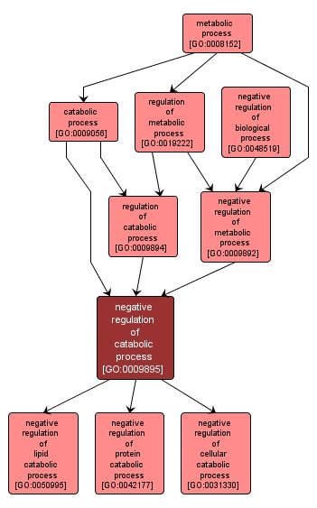 GO:0009895 - negative regulation of catabolic process (interactive image map)