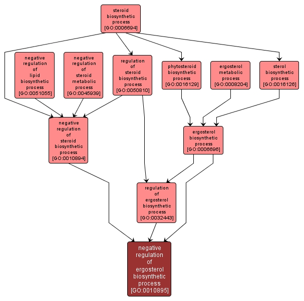 GO:0010895 - negative regulation of ergosterol biosynthetic process (interactive image map)