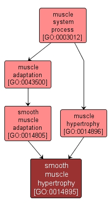 GO:0014895 - smooth muscle hypertrophy (interactive image map)