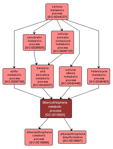 GO:0018895 - dibenzothiophene metabolic process (interactive image map)