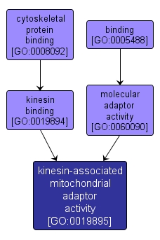 GO:0019895 - kinesin-associated mitochondrial adaptor activity (interactive image map)