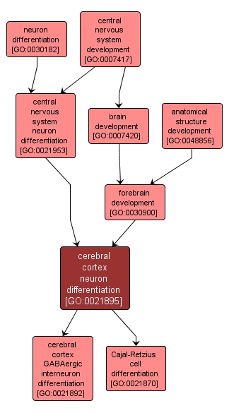 GO:0021895 - cerebral cortex neuron differentiation (interactive image map)