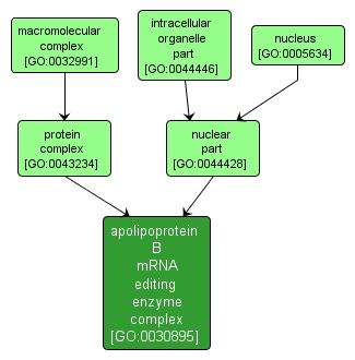 GO:0030895 - apolipoprotein B mRNA editing enzyme complex (interactive image map)