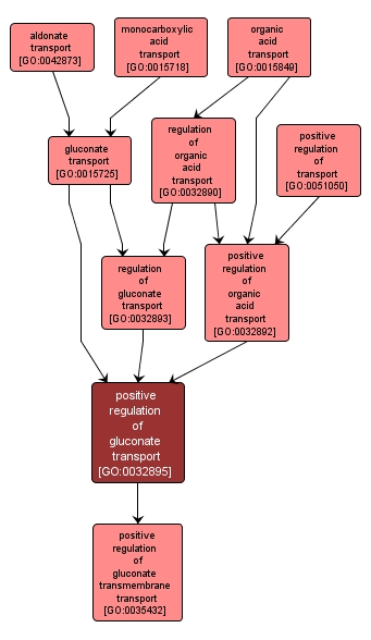 GO:0032895 - positive regulation of gluconate transport (interactive image map)
