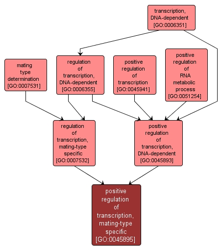 GO:0045895 - positive regulation of transcription, mating-type specific (interactive image map)