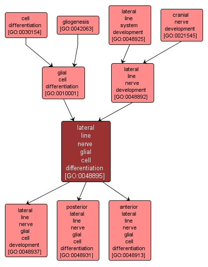 GO:0048895 - lateral line nerve glial cell differentiation (interactive image map)