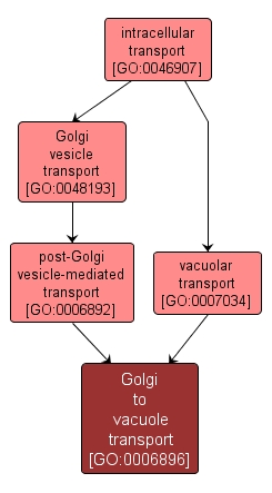 GO:0006896 - Golgi to vacuole transport (interactive image map)