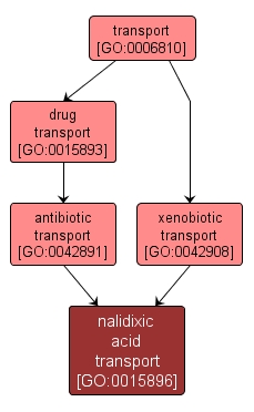 GO:0015896 - nalidixic acid transport (interactive image map)