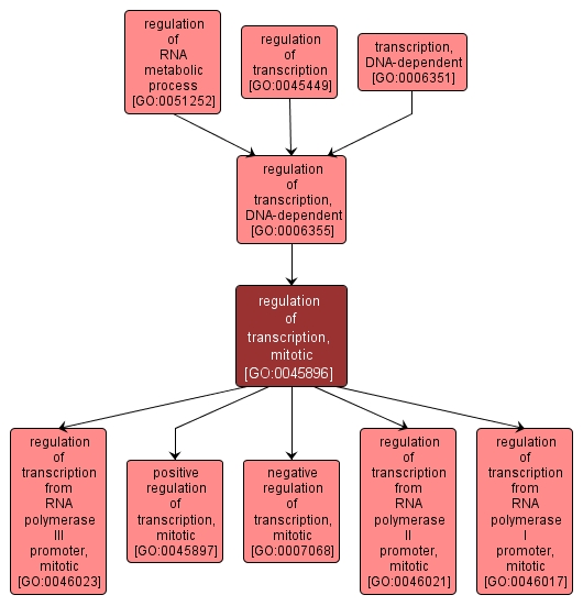 GO:0045896 - regulation of transcription, mitotic (interactive image map)