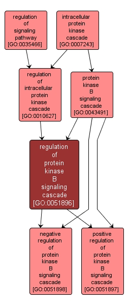 GO:0051896 - regulation of protein kinase B signaling cascade (interactive image map)