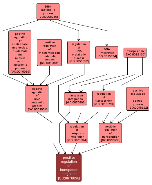 GO:0070896 - positive regulation of transposon integration (interactive image map)