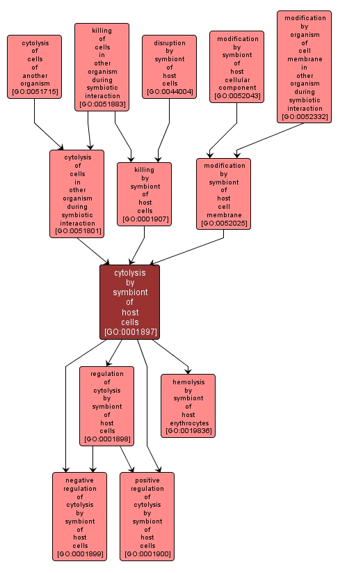 GO:0001897 - cytolysis by symbiont of host cells (interactive image map)