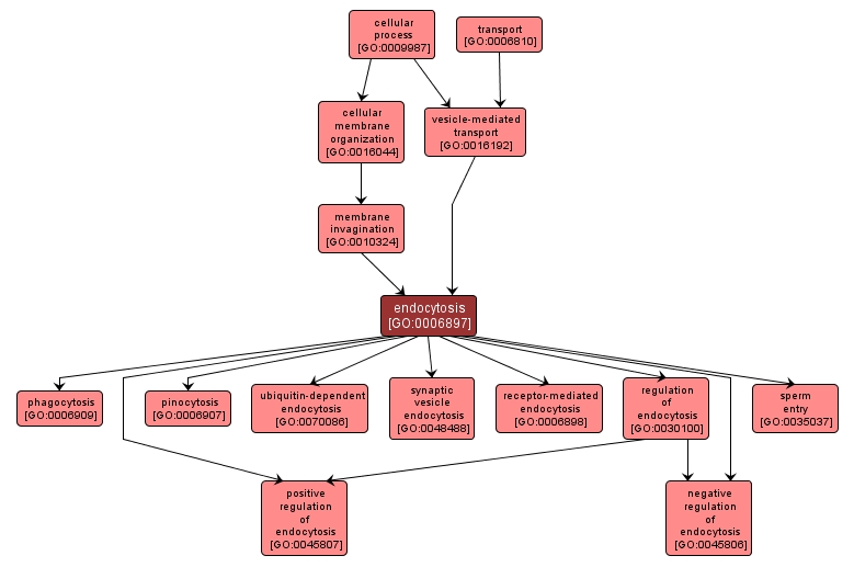 GO:0006897 - endocytosis (interactive image map)