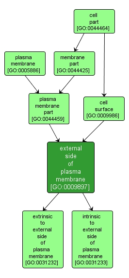 GO:0009897 - external side of plasma membrane (interactive image map)