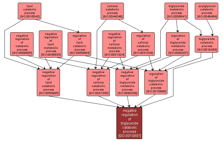 GO:0010897 - negative regulation of triglyceride catabolic process (interactive image map)