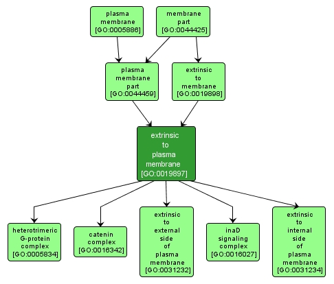 GO:0019897 - extrinsic to plasma membrane (interactive image map)