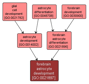 GO:0021897 - forebrain astrocyte development (interactive image map)