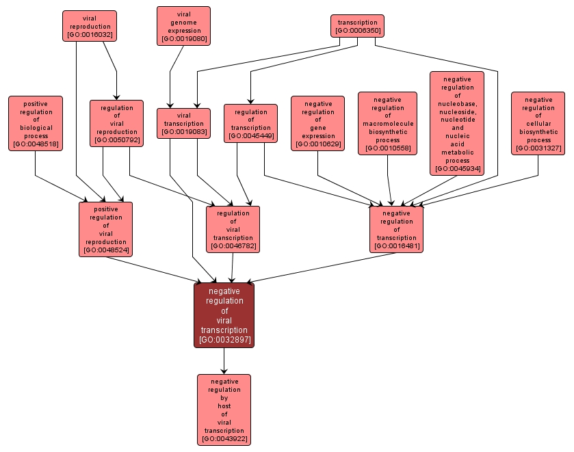 GO:0032897 - negative regulation of viral transcription (interactive image map)