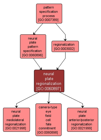 GO:0060897 - neural plate regionalization (interactive image map)