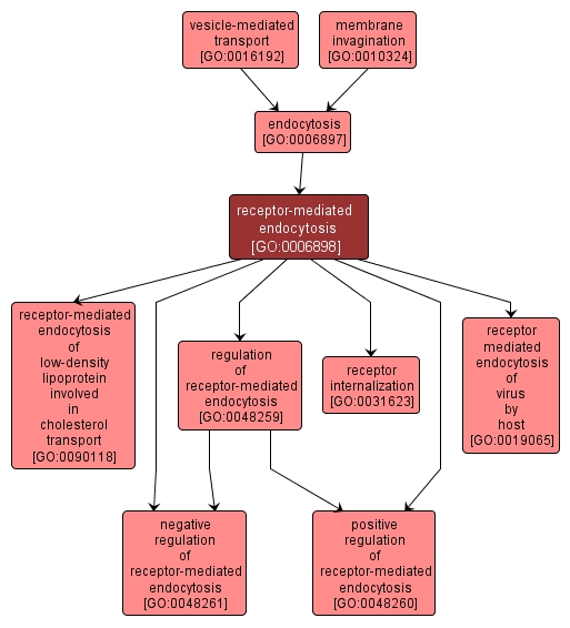 GO:0006898 - receptor-mediated endocytosis (interactive image map)