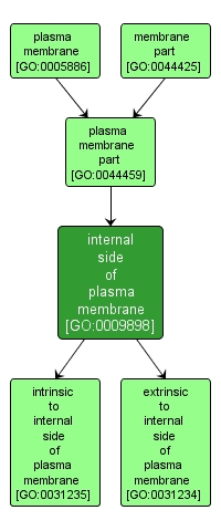 GO:0009898 - internal side of plasma membrane (interactive image map)