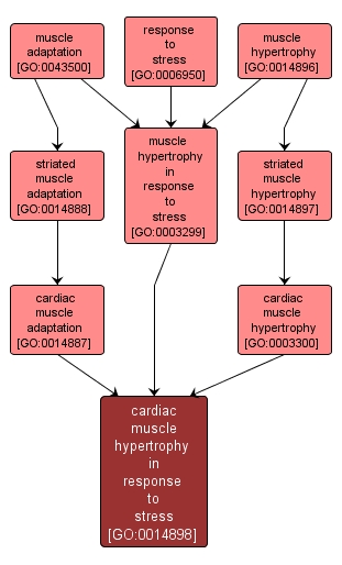 GO:0014898 - cardiac muscle hypertrophy in response to stress (interactive image map)